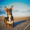 Australian Kelpie Dog diamond painting