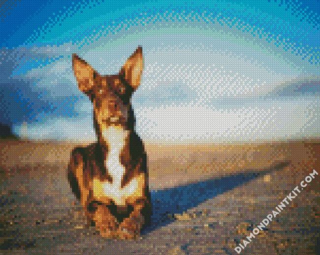 Australian Kelpie Dog diamond painting