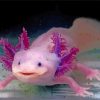 Axolotl diamond painting