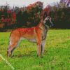 Belgian Malinois Dog diamond paintings