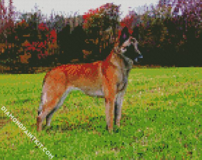 Belgian Malinois Dog diamond paintings