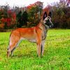 Belgian Malinois Dog diamond painting