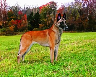 Belgian Malinois Dog diamond painting