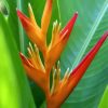 Bird Of Paradise Plant diamond painting