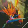 Bird Of Paradise diamond painting