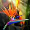 Bird Of Paradise diamond painting