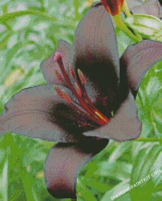 Black Lily diamond paintings