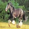 Black Shire Horse diamond painting