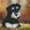 Black White Schnauzer Dog diamond paintings