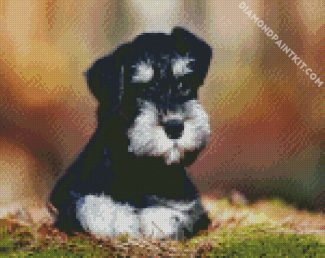 Black White Schnauzer Dog diamond paintings