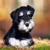 Black White Schnauzer Dog diamond painting