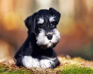 Black White Schnauzer Dog diamond painting