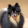 Black Pomeranian Dog diamond painting