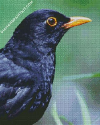 Blackbird Head diamond painting