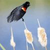 Blackbird With Red Wings diamond painting