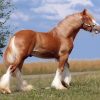 Blonde Shire Horse diamons paintinf