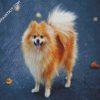 Blonde Pomeranian Dog diamond painting