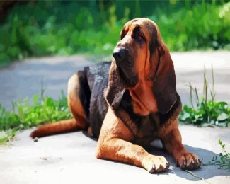 Bloodhound Dog Animal diamond painting