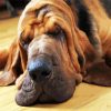 Bloodhound Sleeping diamond painting