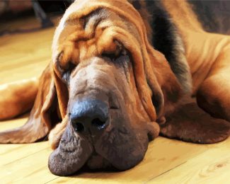 Bloodhound Sleeping diamond painting