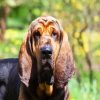 Bloodhound Dog diamond painting