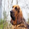 Bloodhound diamond painting