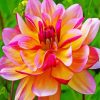 Blooming Dahlia diamond painting