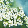 Blooming Dogwood diamond painting