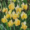 Blooming Daffodils Plant diamond painting