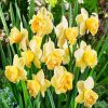 Blooming Daffodils Plant diamond painting