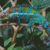 Blue Tropical Lizard Reptile diamond painting