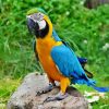 Blue And Gold Macaw diamond painting