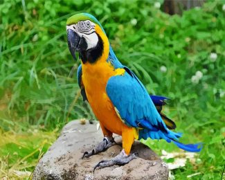 Blue And Gold Macaw diamond painting