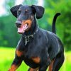 Breed Doberman Diamond paintings