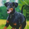 Breed Doberman diamond painting