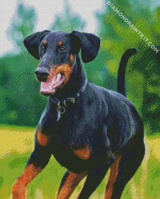 Breed Doberman diamond painting