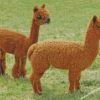 Brown Alpacas diamond paintings