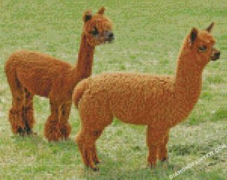 Brown Alpacas diamond paintings