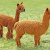 Brown Alpacas diamond painting