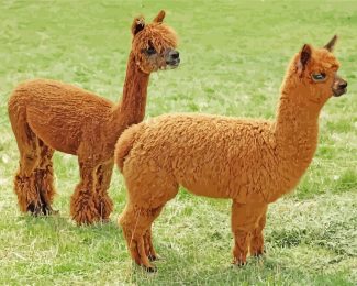 Brown Alpacas diamond painting