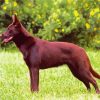 Brown Kelpie Dog diamond painting