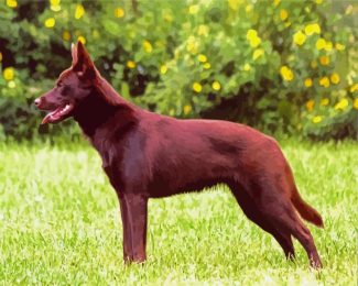 Brown Kelpie Dog diamond painting