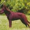 Brown Kelpie Dog diamond painting