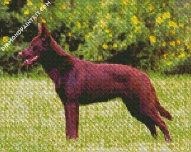 Brown Kelpie Dog diamond painting