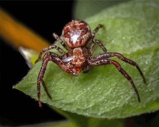 Brown Spider diamond painting