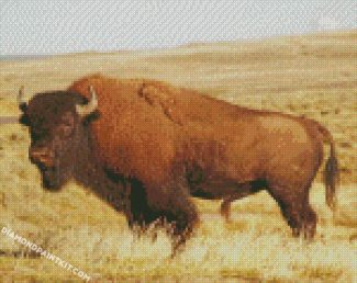 Buffalo Animal diamond paintings