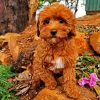 Cavoodle Puppy diamond painting