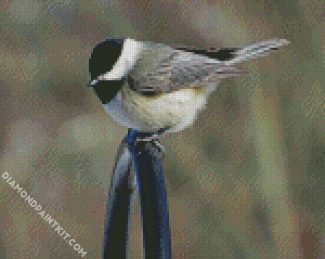 Chickadee Sparrow diamond painting