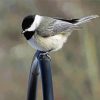 Chickadee Sparrow diamond painting