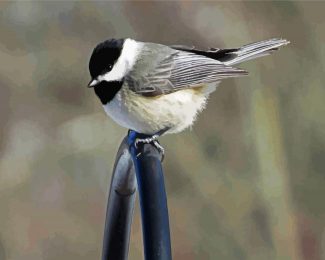 Chickadee Sparrow diamond painting